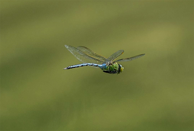 Anax imperator, maschio